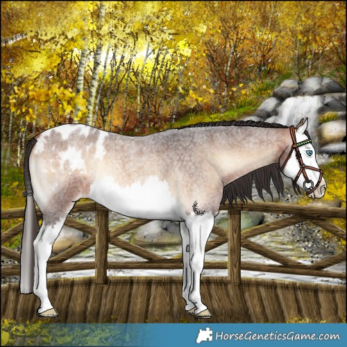 Horse Color:Bay Roan Onyx Splash Appaloosa 