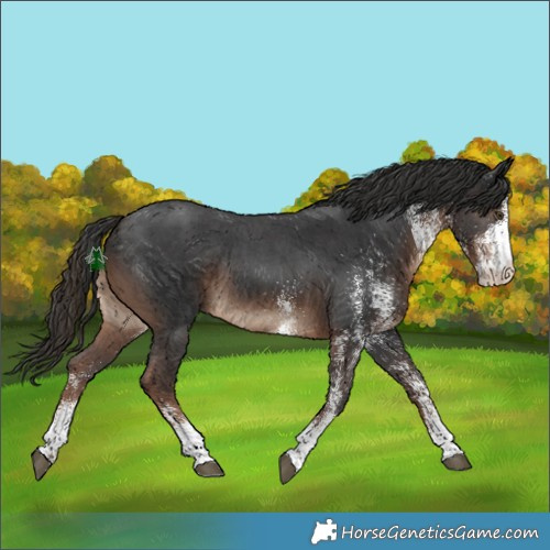 Horse Color:White Spotted Liver Chestnut Rabicano 