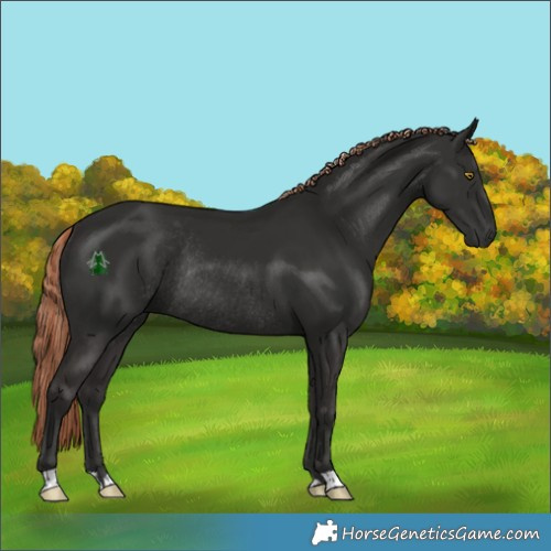 Horse Color:Liver Chestnut Rabicano