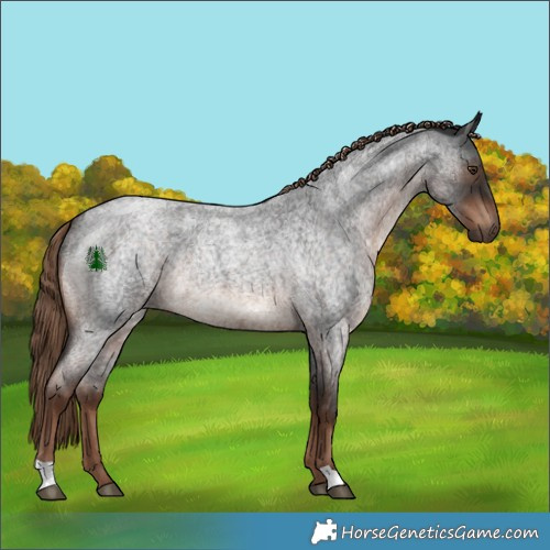Horse Color:Liver Red Roan Rabicano