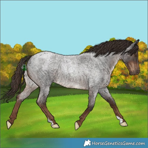 Horse Color:Liver Red Roan Rabicano 