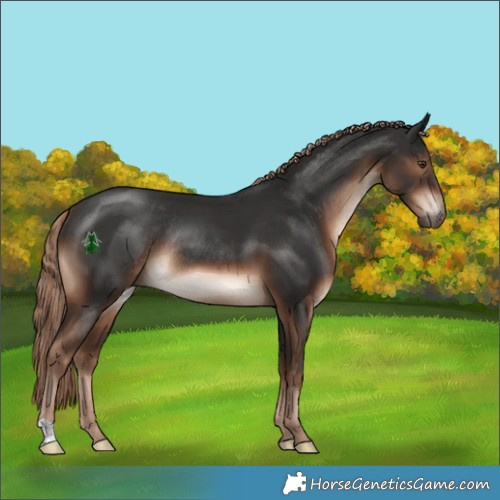Horse Color:Liver Chestnut Rabicano 