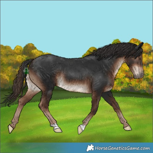 Horse Color:Liver Chestnut Rabicano 