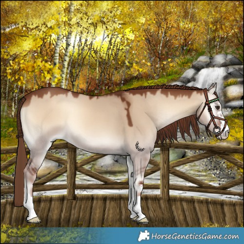 Horse Color:Red Dun Onyx