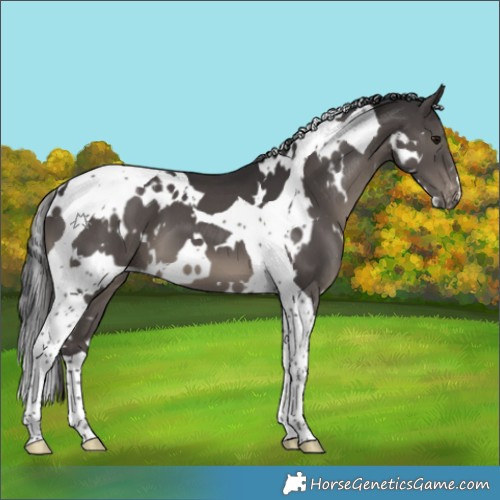 Horse Color:White Spotted Smoky Black Tobiano Appaloosa 