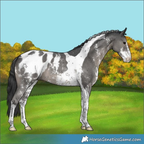 Horse Color:Black Sabino Tobiano Appaloosa 
