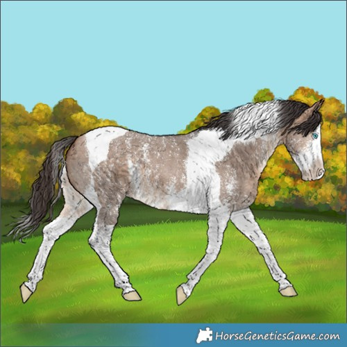 Horse Color:Bay Dun Sabino Splash Tobiano 