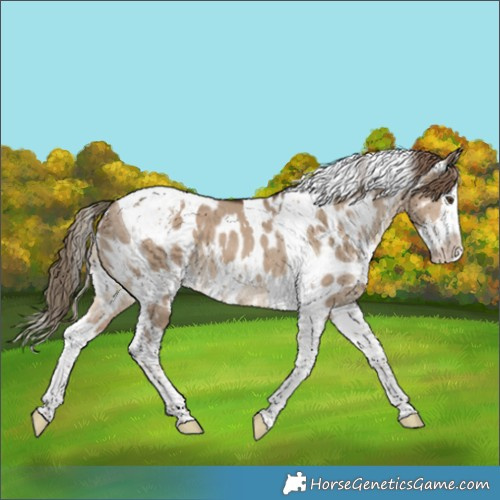 Horse Color:White Spotted Liver Red Dun Splash Tobiano Appaloosa 