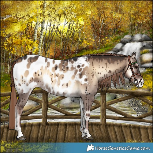 Horse Color:Liver Red Dun Onyx Appaloosa Brindle