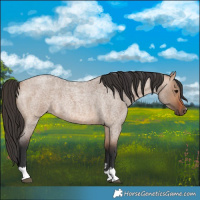 Horse Color:Bay Roan Dun