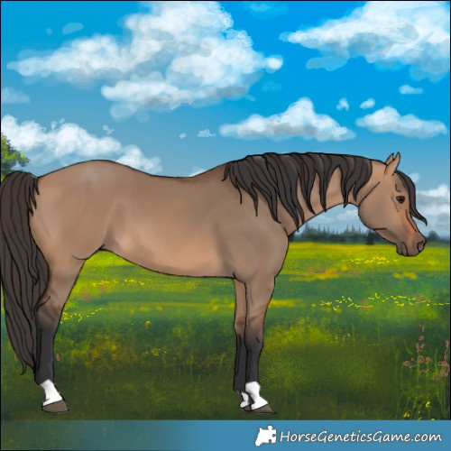 Horse Color:Bay Dun 