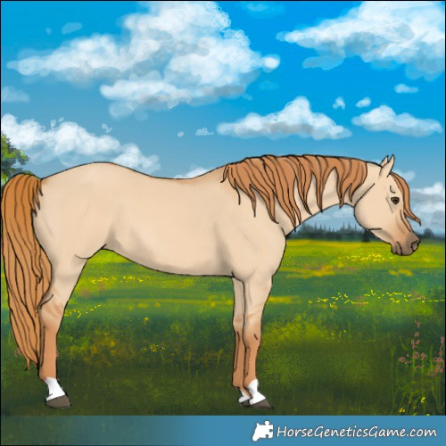 Horse Color:Red Dun