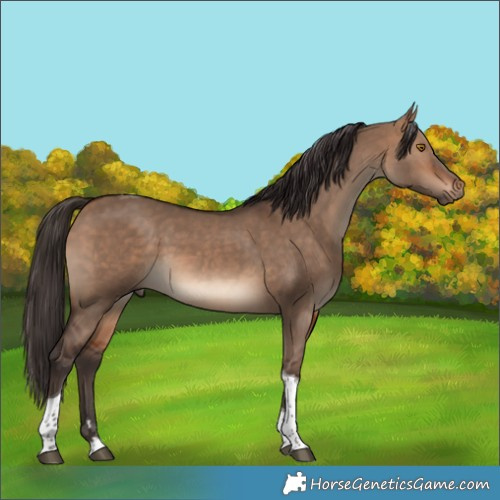 Horse Color:Bay Dun Tobiano 