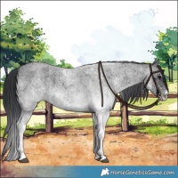 Horse Color:White Spotted Blue Roan 