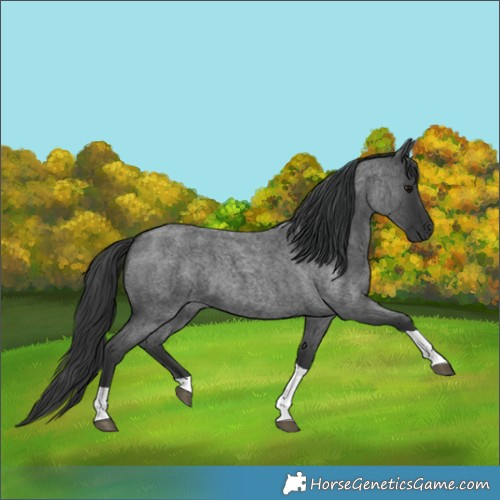 Horse Color:Blue Roan Tobiano 