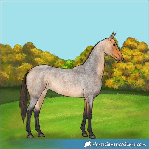 Horse Color:Buckskin Roan 