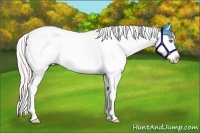 Horse Color:Silver Amber Champagne Roan Splash Frame Appaloosa Rabicano