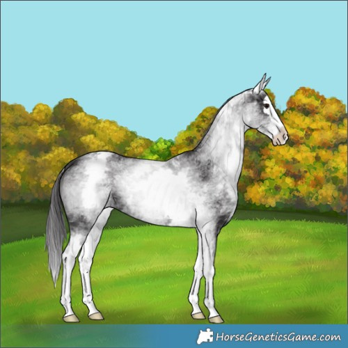 Horse Color:White Spotted Smoky Black Splash 