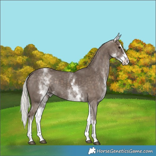 Horse Color:White Spotted Silver Black Splash 