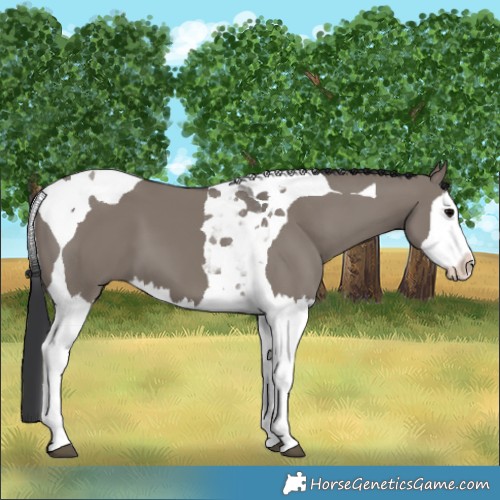 Horse Color:Grullo Splash Tobiano 