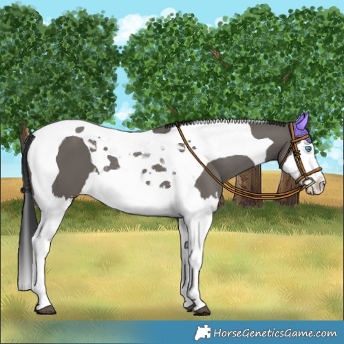 Horse Color:Grullo Splash Tobiano 