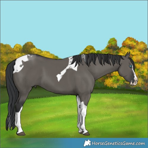 Horse Color:Grullo Splash Tobiano 