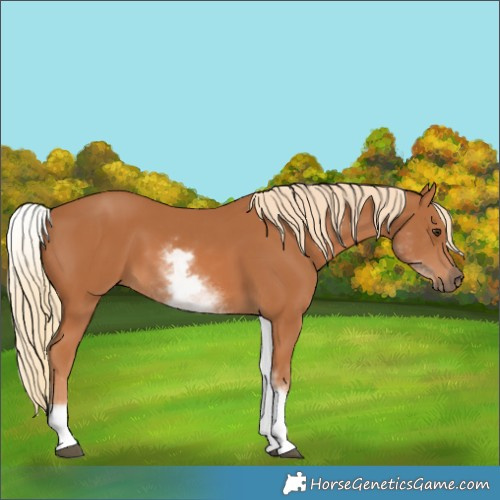 Horse Color:White Spotted Chestnut 