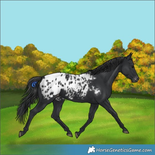 Horse Color:Black Blanket