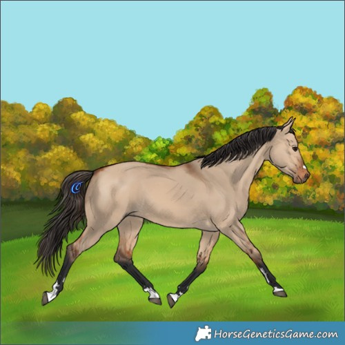 Horse Color:Bay Dun 