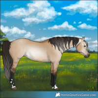 Horse Color:Gray Bay Dun