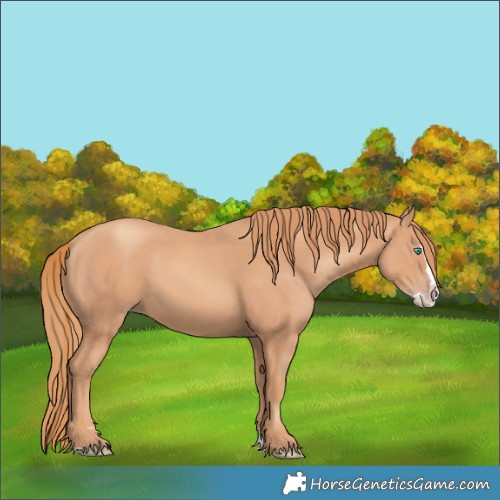 Horse Color:Gold Champagne Splash 