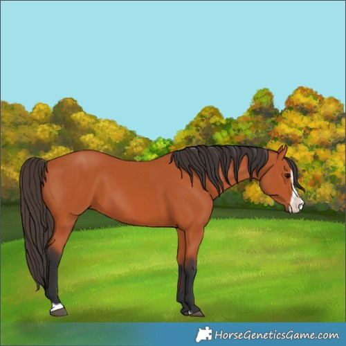 Horse Color:Bay Frame 