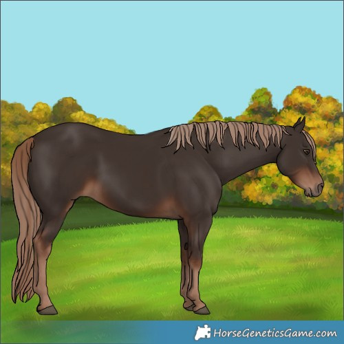 Horse Color:White Spotted Liver Chestnut 