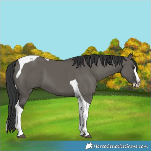 Horse Color:Grullo Splash Tobiano 
