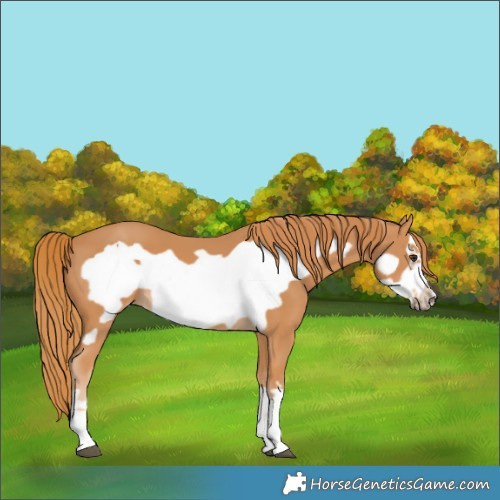 Horse Color:Chestnut Frame 