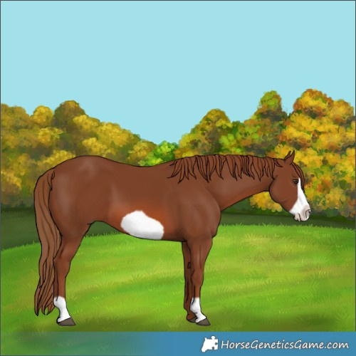 Horse Color:Chestnut Frame 