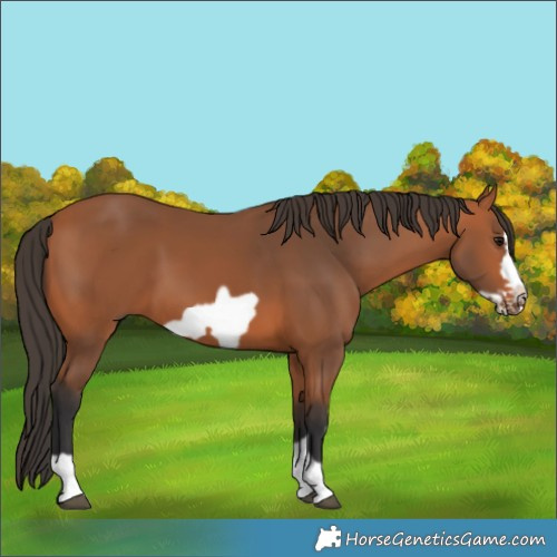 Horse Color:Bay Frame 