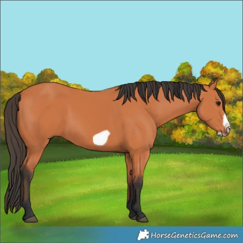 Horse Color:Bay Frame 
