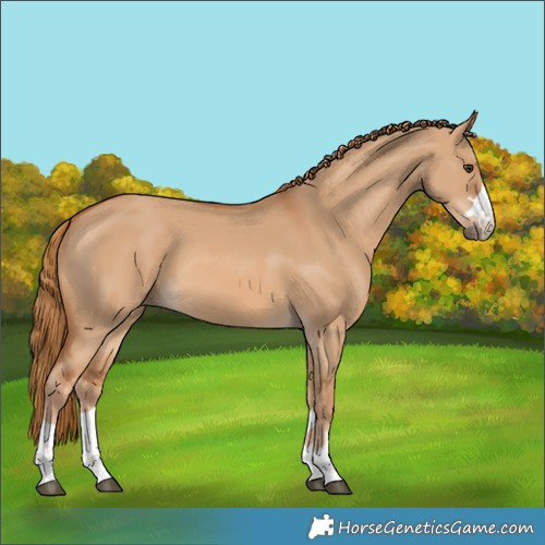 Horse Color:Red Dun