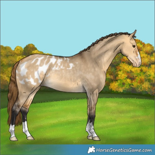 Horse Color:Buckskin Dun Blanket Rabicano 