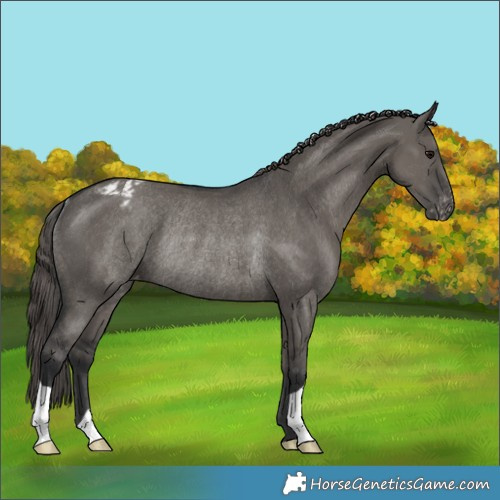 Horse Color:Grullo Varnish Rabicano 