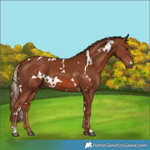 Horse Color:White Spotted Chestnut 