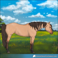 Horse Color:Bay Dun 