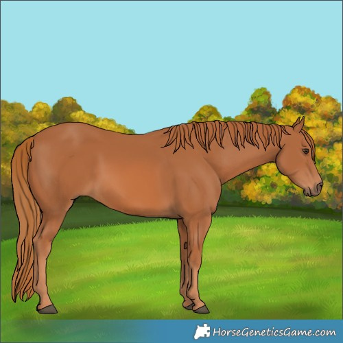 Horse Color:Chestnut 