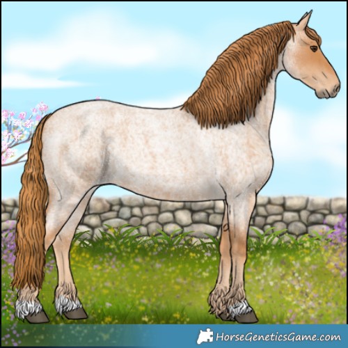 Horse Color:Red Roan 