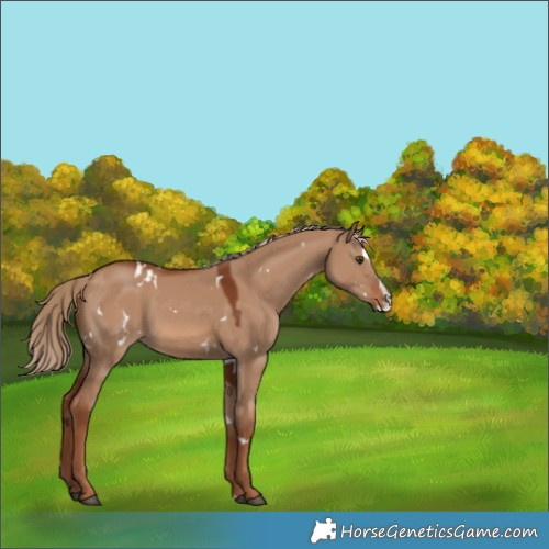 Horse Color:White Spotted Red Dun Splash 