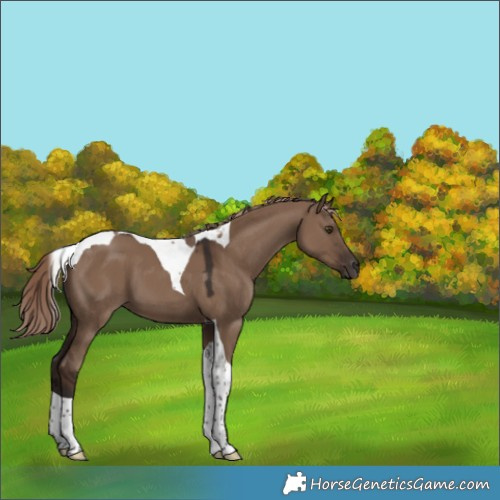 Horse Color:Liver Red Dun Tobiano 