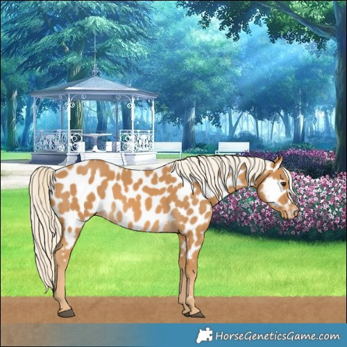 Horse Color:Palomino Near Leopard 