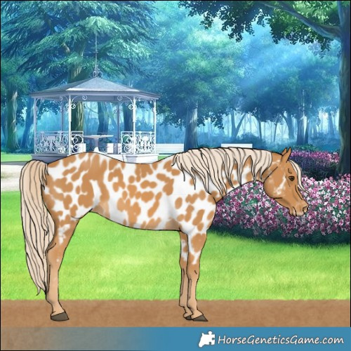 Horse Color:Palomino Near Leopard 