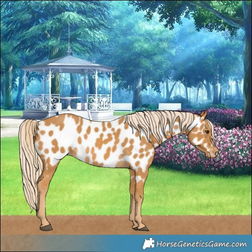 Horse Color:Palomino Near Leopard 